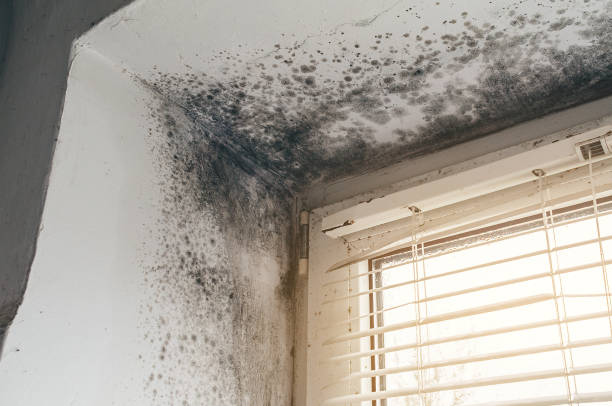 Affordable Mold Remediation solutions in DuPont, WA