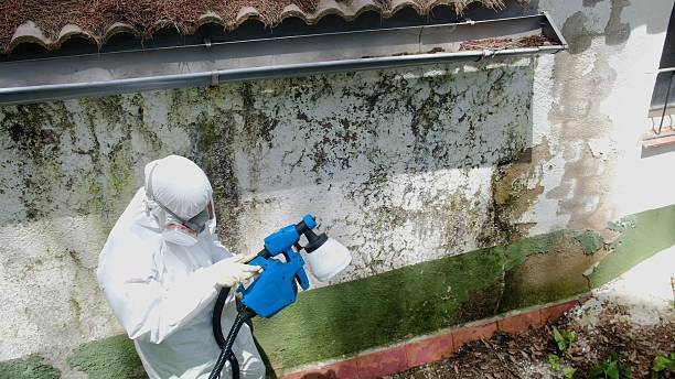 Top rated local Mold Remediation specialists in DuPont, WA